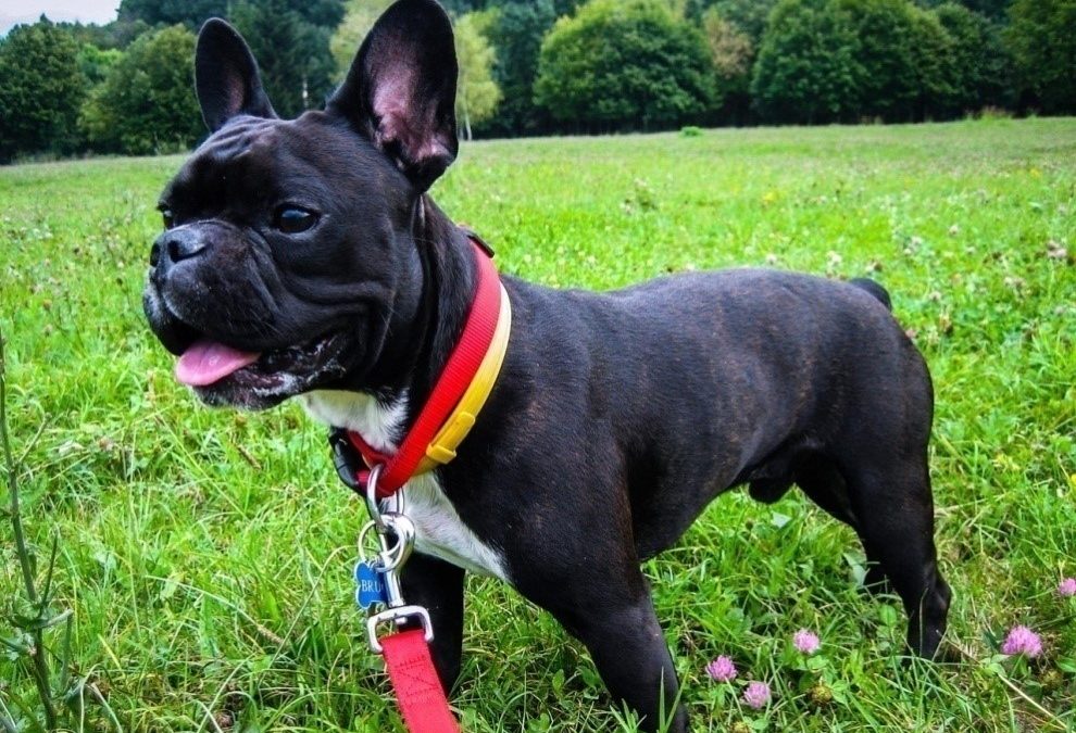 Common Health Problems Affecting French Bulldogs