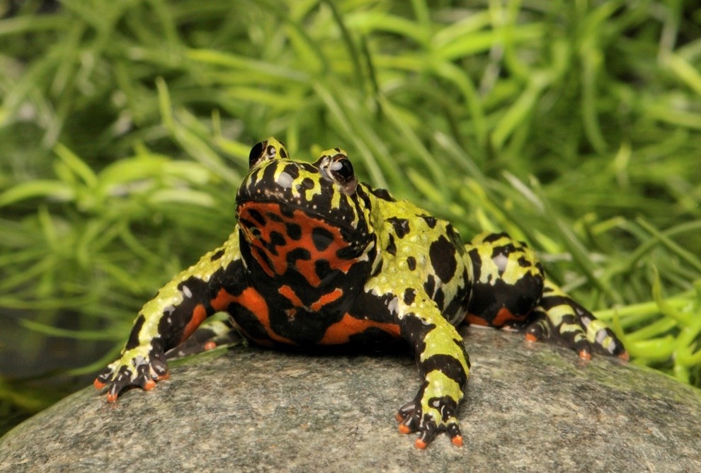 Fire Belly Toads in the Wild vs. in Captivity