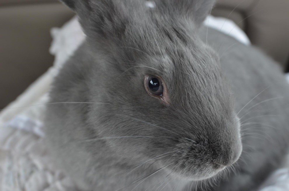 Tips for Feeding Flemish Giant Rabbits