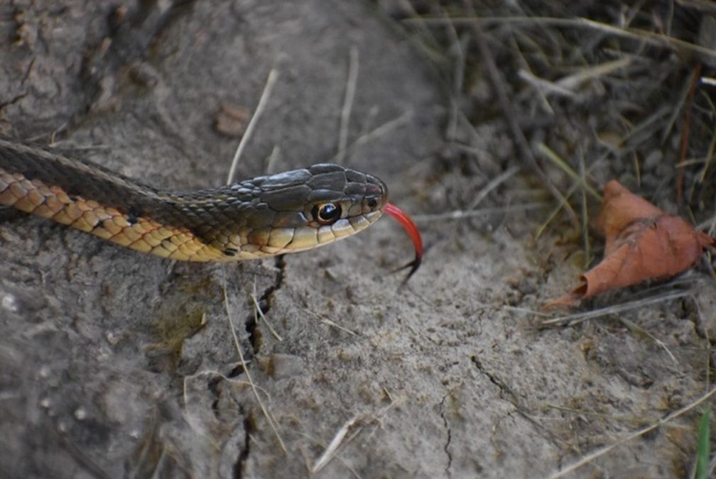 How to Spot a Good Garter Snake Breeder