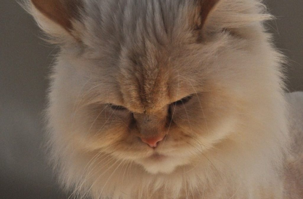 Do Himalayan Cats Get Along Well with Other Pets?