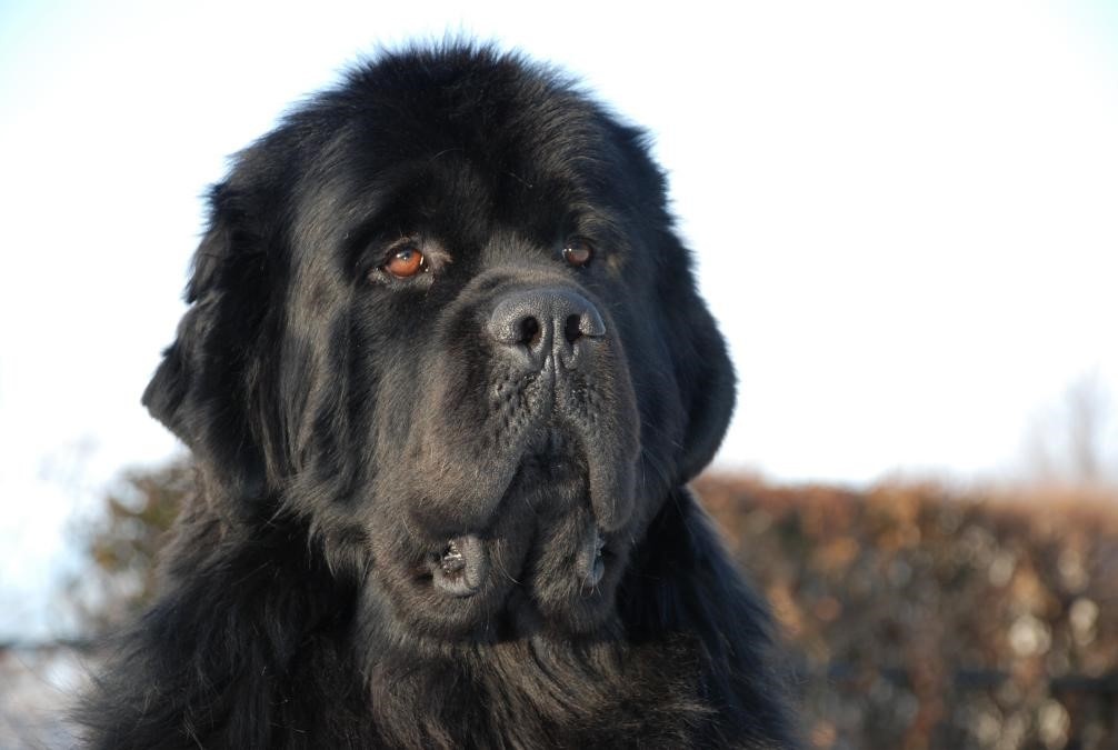 Newfoundland Dog FAQS