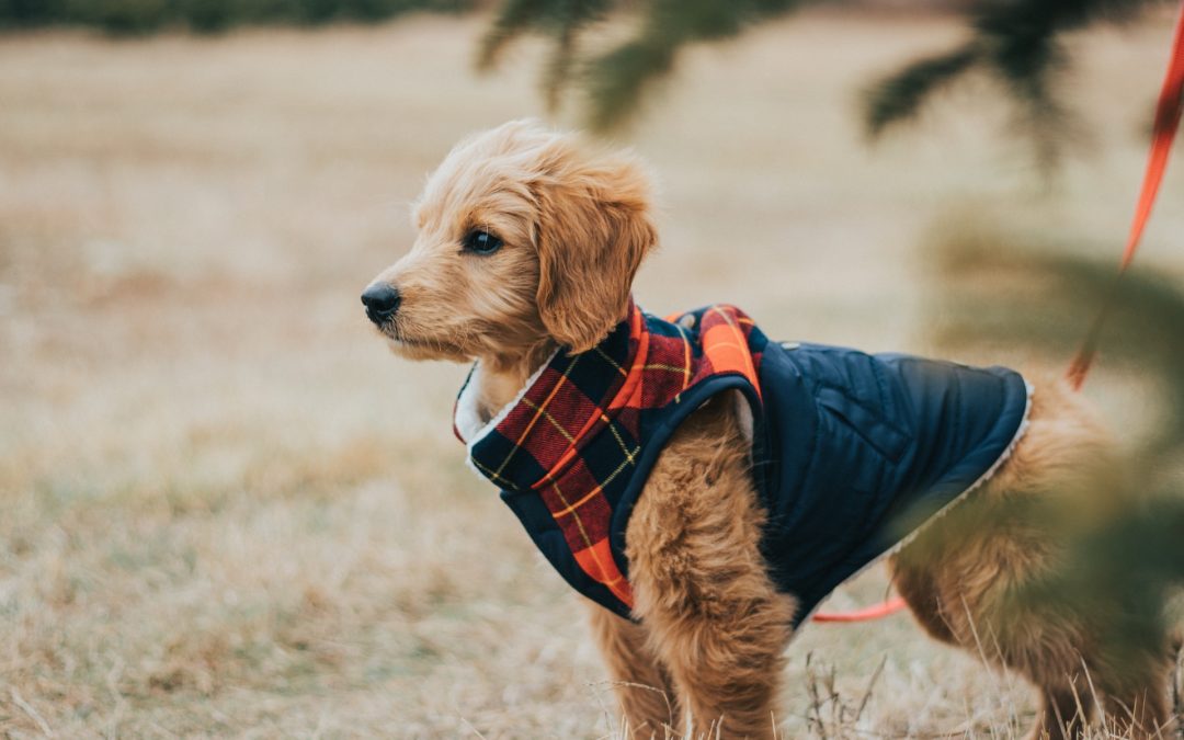 Tips for Selecting a Healthy Goldendoodle Puppy