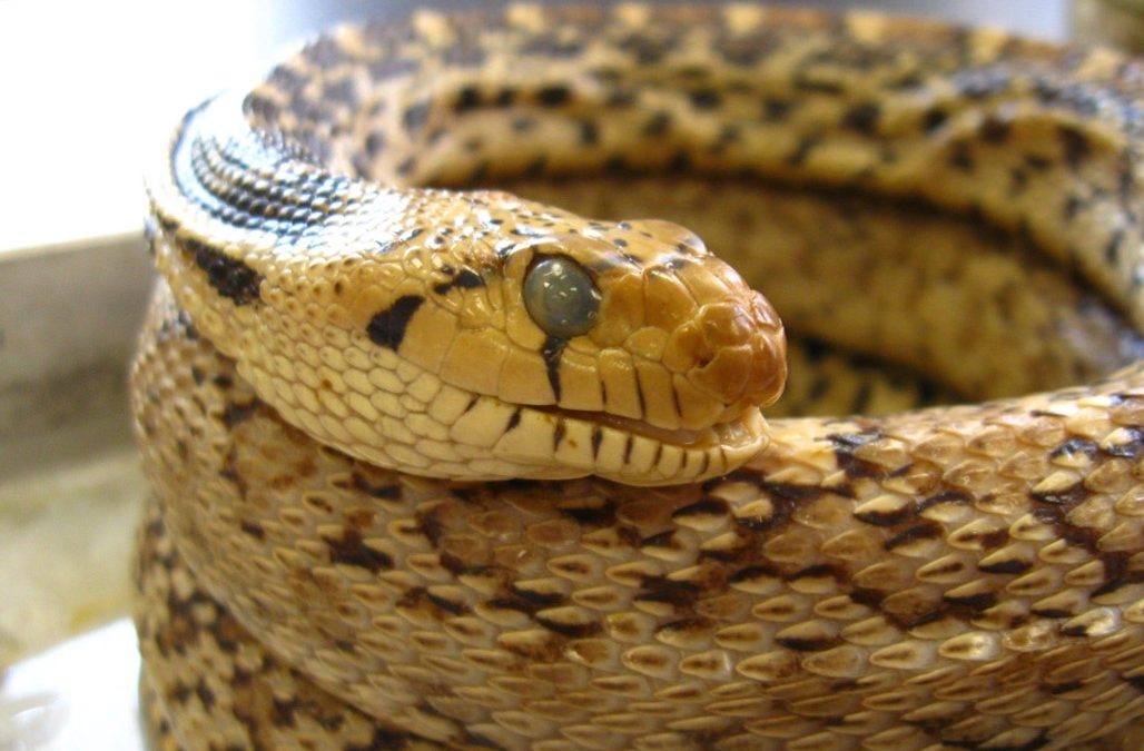 Guidelines on How to Clean Your Gopher Snake’s Enclosure