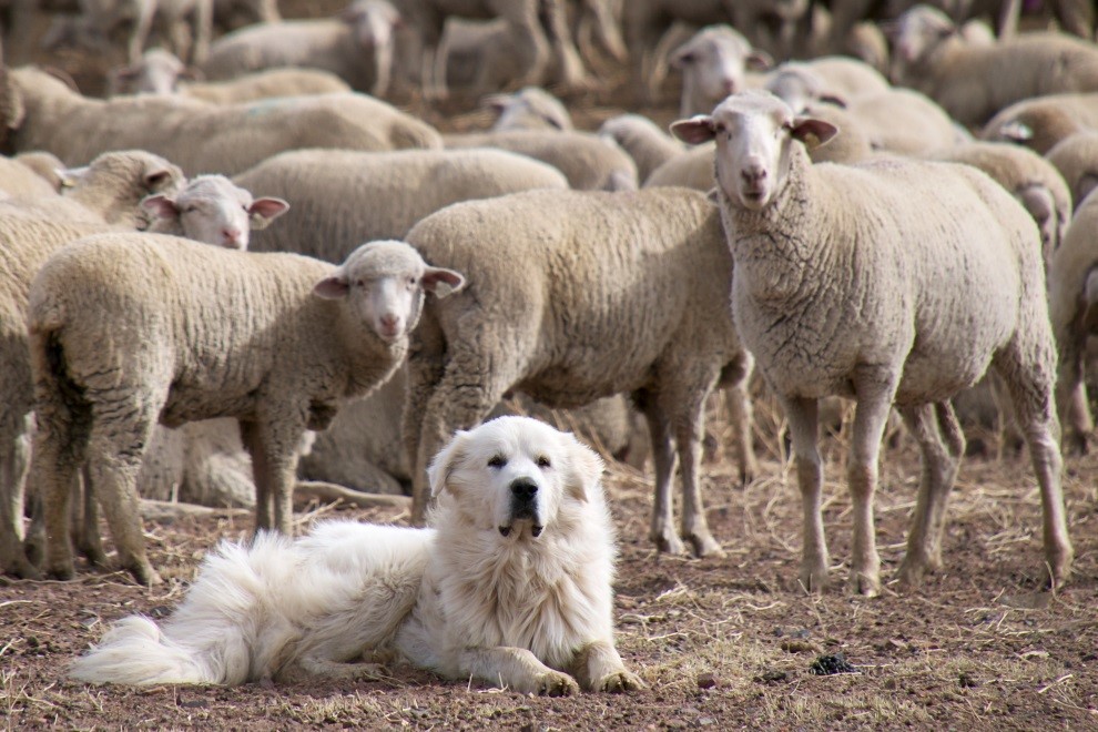 Supplies and Equipment for Your Great Pyrenees