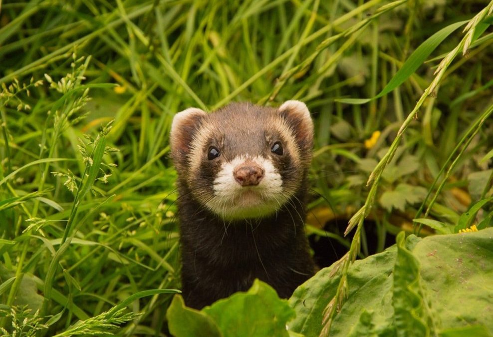 Things to Consider When Buying a Ferret