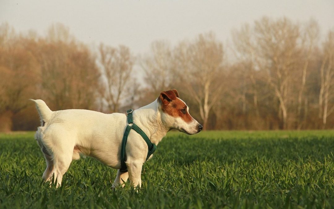 Tips on Purchasing a Jack Russell Terrier