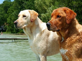 Exercise Requirements for Labrador Retrievers