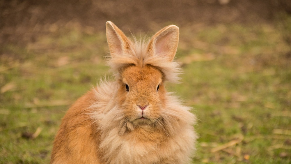 Pros and Cons of Lionhead Rabbits