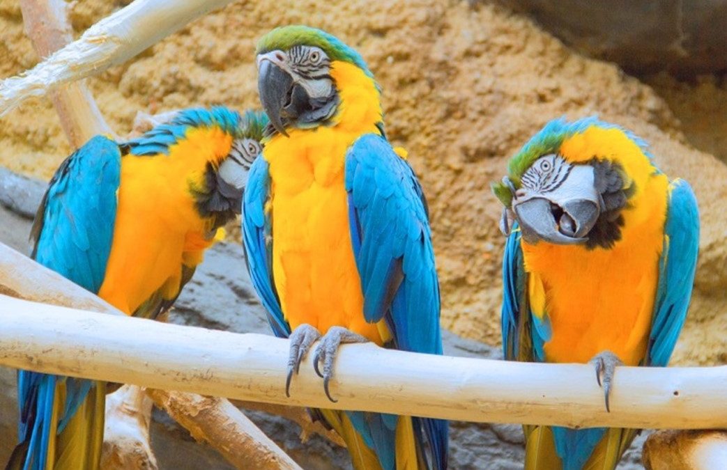 The Macaw Breeding Process