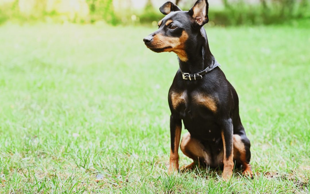 Guidelines before Presenting Your Miniature Pinscher