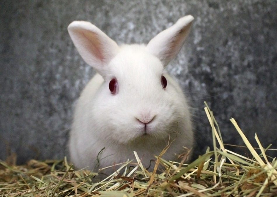 Choosing a Reputable Netherland dwarf Rabbit Breeder