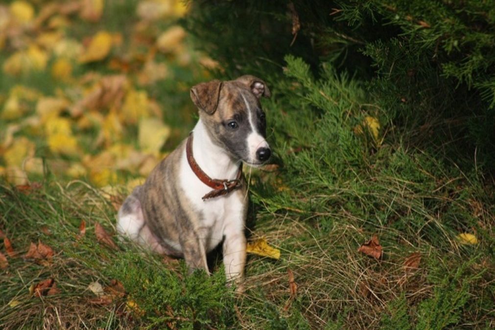Is Whippet Breed Right For You?