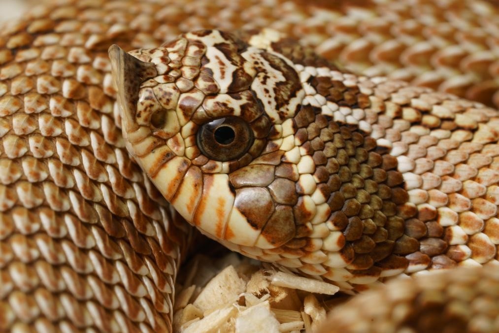 Dealing with Your Hognose Snake