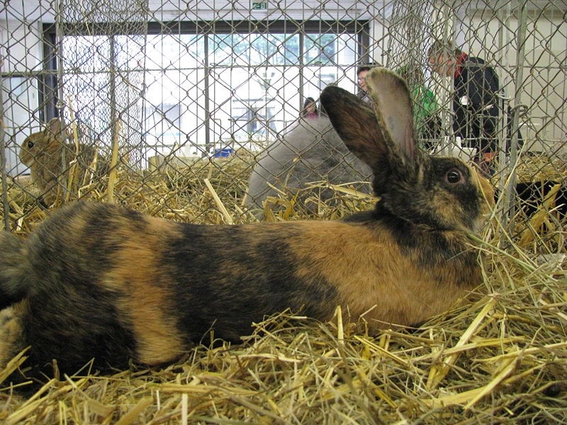 Keeping Your Harlequin Rabbit Clean and Groomed 