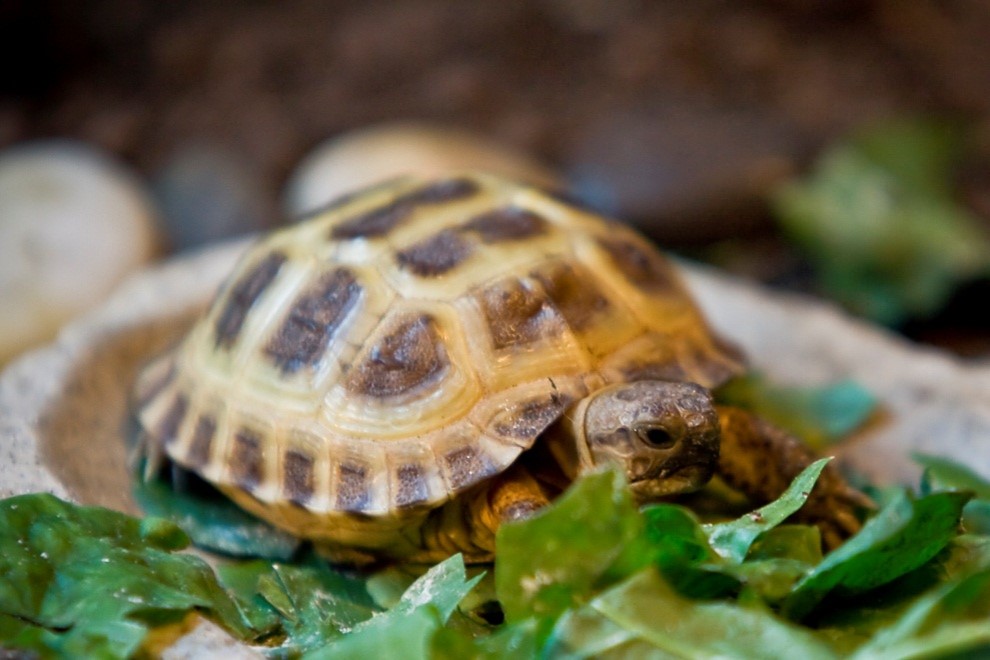 Food You Can Give To Your Russian Tortoise