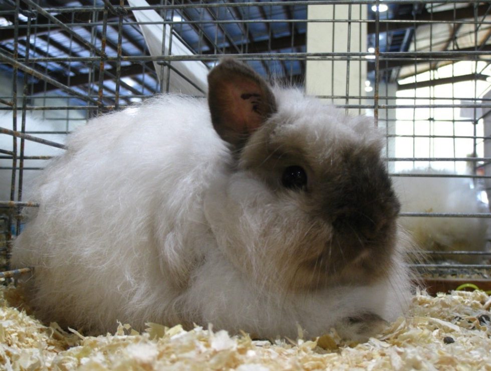 Grooming and Litter Training Your Jersey Wooly Rabbit