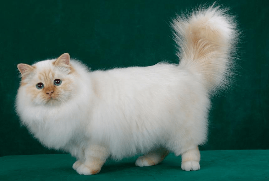 Should You Opt for More Than One Ragamuffin Cat?