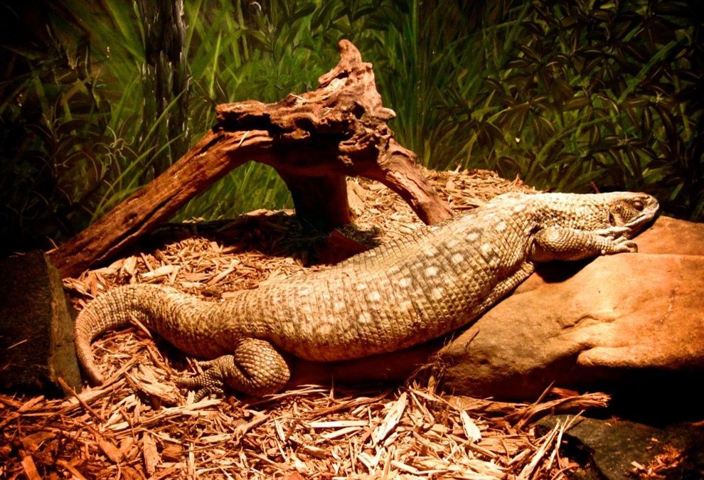 Types of Hiding Spots for Savannah Monitor Lizards and Where to Place Them inside the Cage