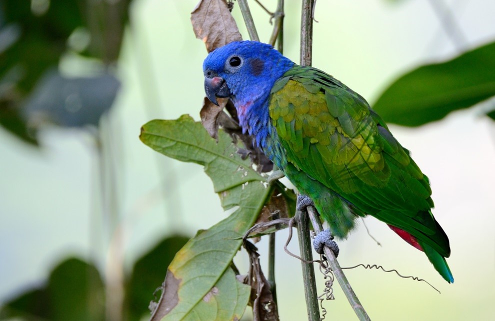 Some Reminders Before Acquiring a Pet Pionus Parrot