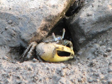 Courtship Rituals and Mating Process of Fiddler Crabs