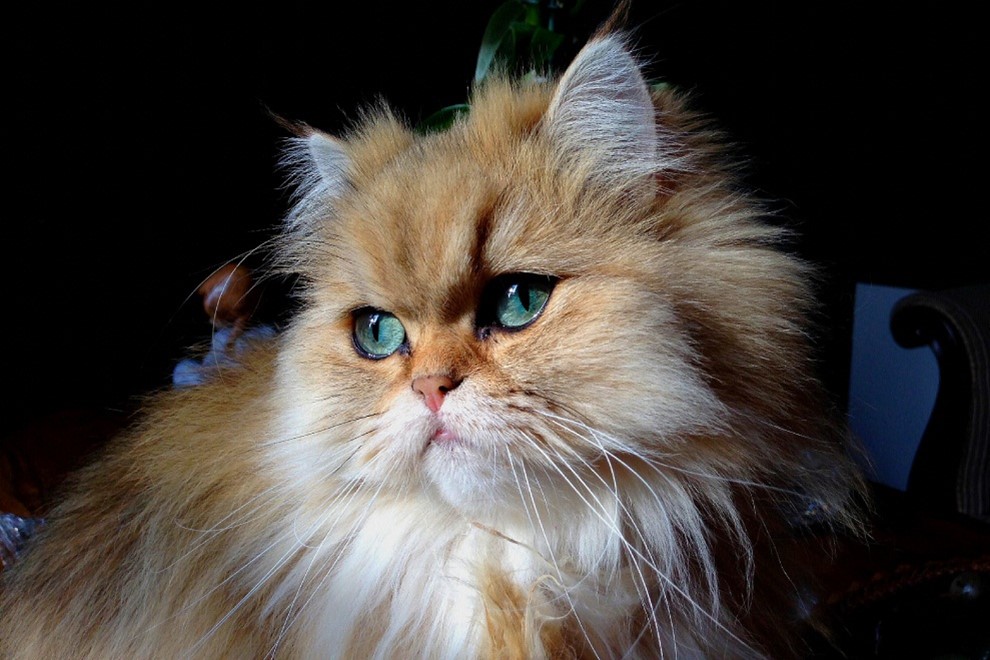 Should I Get A Persian Cat?