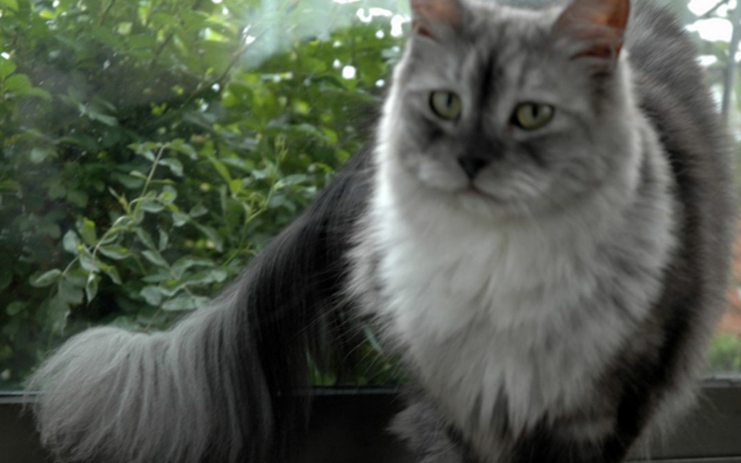 Tips for Bathing Maine Coon Cats