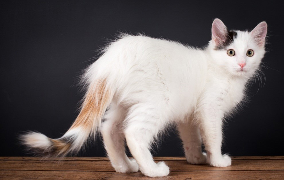 The Turkish Van Cat Factor!