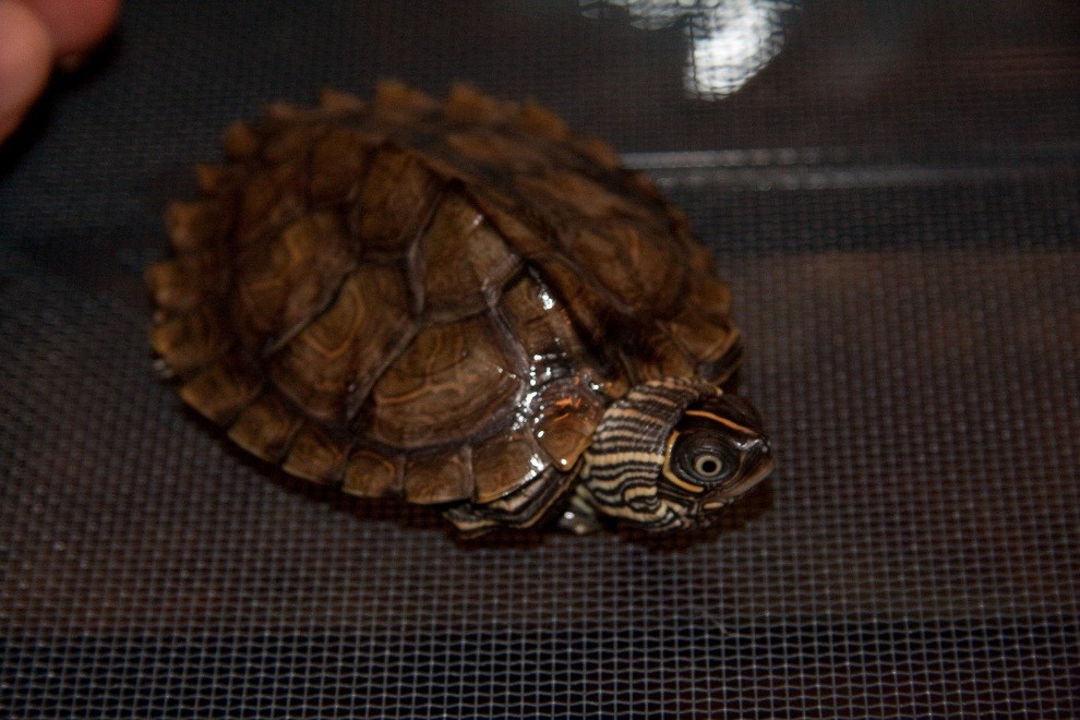 Mississippi Map Turtle Appearance