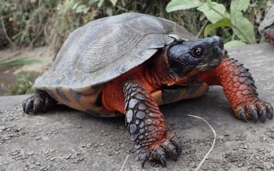 The Best Turtle Food Brand for your Pet Wood Turtle