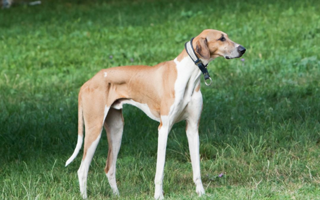 Should You Keep Your Greyhound In An Outside Kennel?