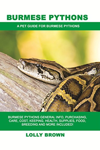 burmese-pythons-as-pets