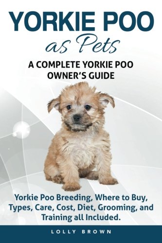 yorkie-poo-as-pets